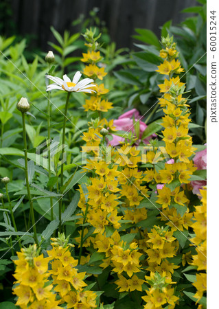 Yellow bells flowers of Lysimachia punctata in Yellow bells flowers of Lysimachia punctata in 60015244