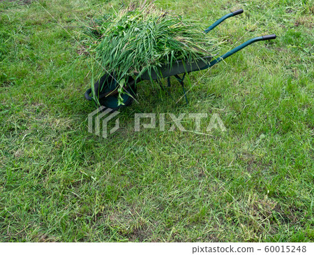 Vintage garden cart with freshly cut green grass, 60015248