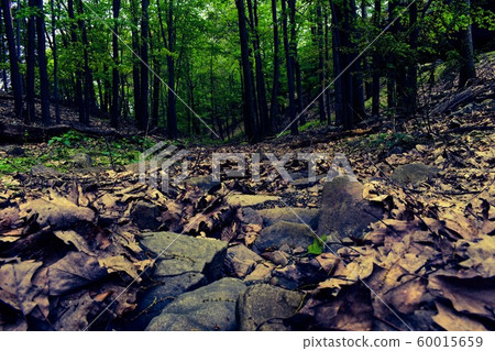 A Ground View Shot of the Forest Floor A Ground View Shot of the Forest Floor 60015659