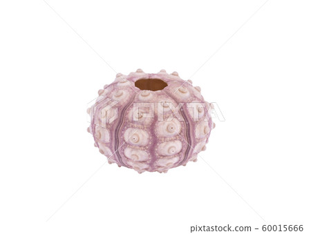 Set-Sea urchin shell isolated on a white background 60015666