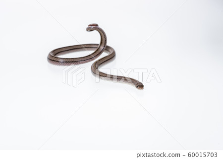 Striped kukri Snake on white background, Striped kukri Snake on white background, 60015703