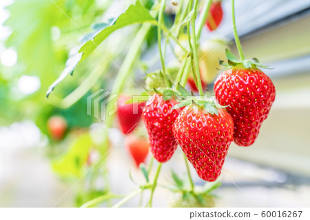 House Strawberry Strawberry Picking (Miyagi Yamamoto) House Strawberry Strawberry Picking (Miyagi Yamamoto) 60016267