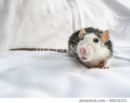 Cute rat 60016331
