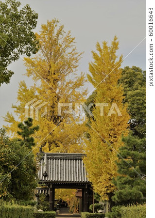 Ginkgo 2019 60016643