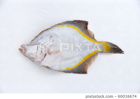 Sunagaray Sunagaray 60016674