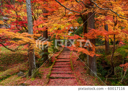 [Kyoto Prefecture] Ryuanji Temple 60017116