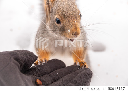 The squirrel in the winter eats nuts from a hand 60017117