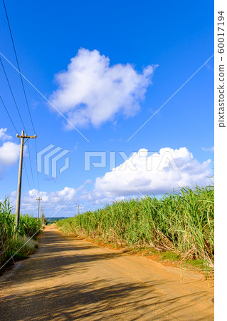 Okinawa, Minami Daitojima, sugarcane fields and road 60017194
