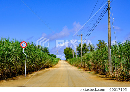 Okinawa, Minami Daitojima, sugarcane fields and road 60017195