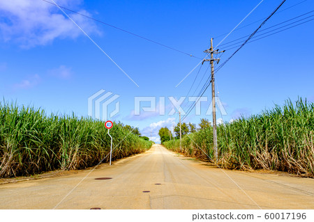 沖繩，南大島，甘蔗田和道路 60017196
