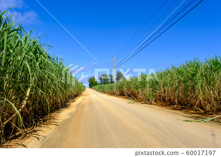 沖繩，南大島，甘蔗田和道路 60017197