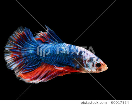 beautiful dark blue Thai fighting fish swimming with long fins and red white colorful long tail gene. fighting fish isolated on black background. 60017524