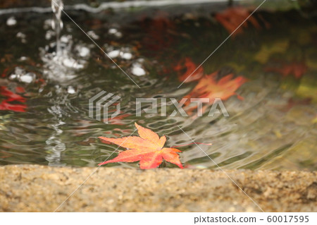 Autumn leaves 2019 60017595