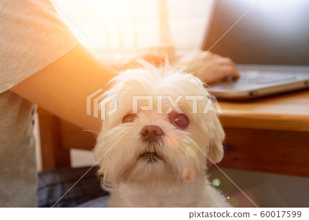 Working with dog at home 60017599