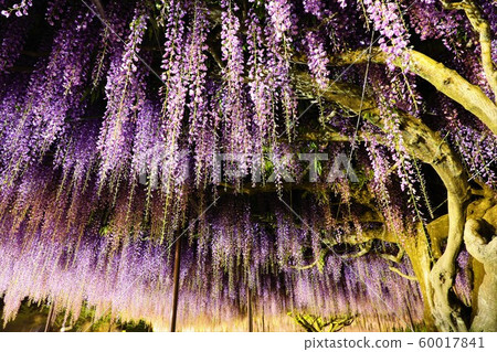 Wisteria trellis 2019 Wisteria trellis 2019 60017841