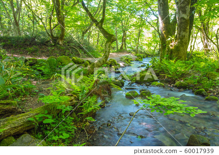Kitanizawa fresh green Oyama Kitanizawa fresh green Oyama 60017939