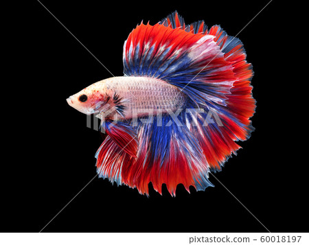 beautiful white Thai fighting fish swimming with long fins and red blue colorful long tail gene. fighting fish isolated on black background. beautiful white Thai fighting fish swimming with long fins and red blue colorful long tail gene. fighting fish isolated on black background. 60018197