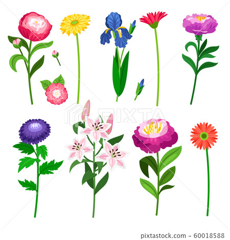 Flowers and floral elements collection Flowers and floral elements collection 60018588