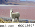Llama on the lake 60018697