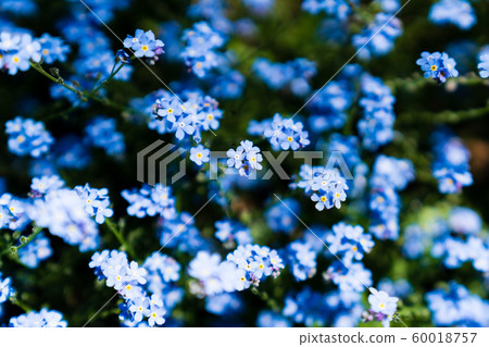 Various kinds of wildflowers 60018757