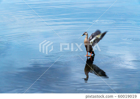 在Su訪湖鴨 60019019