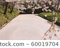 [Flowers] Hirosaki cherry blossom 60019704