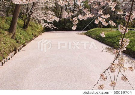 [Flowers] Hirosaki cherry blossom 60019704