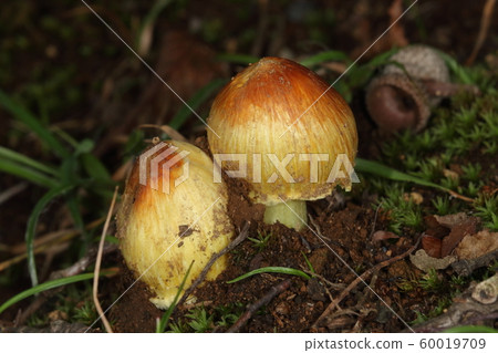 Natural cocoon, Tamaacetake, handle and umbrella are conspicuous with fibrous streaks. The handle is firmly off the ground Natural cocoon, Tamaacetake, handle and umbrella are conspicuous with fibrous streaks. The handle is firmly off the ground 60019709