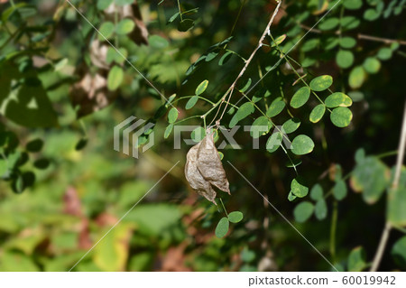 Common bladder senna 60019942