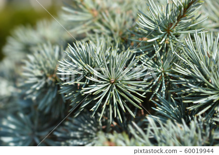 Blue atlas cedar 60019944