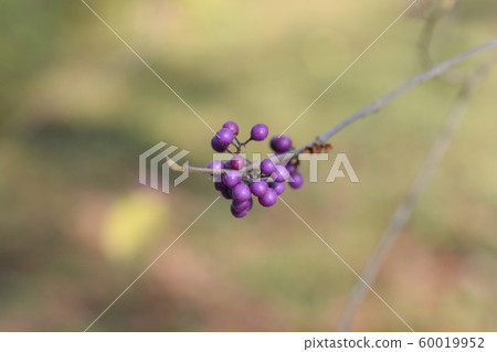 Purple Beautyberry 60019952