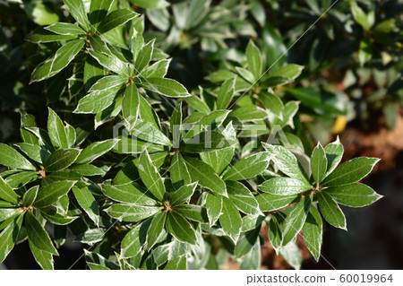 Japanese pieris Little Heath Japanese pieris Little Heath 60019964