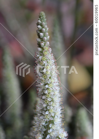 Orostachys Chinese Hat Orostachys Chinese Hat 60019965