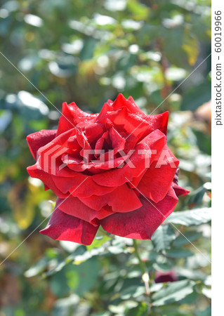 Rose Papa Meilland Rose Papa Meilland 60019966