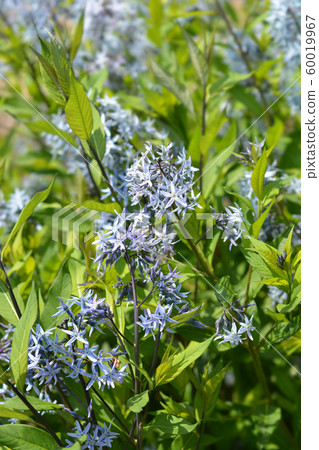 Blue dogbane Blue dogbane 60019967