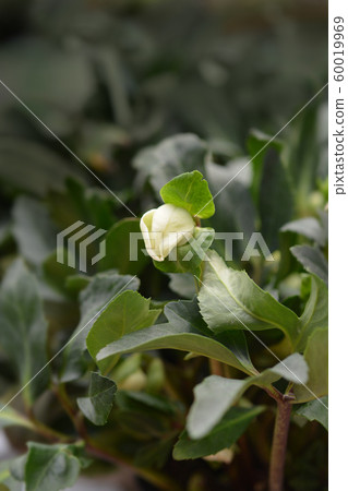 Christmas rose WinterSun Christmas rose WinterSun 60019969