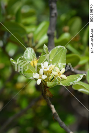 Variegated Japanese Mock Orange 60019970