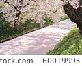 [Flowers] Hirosaki cherry blossom 60019993