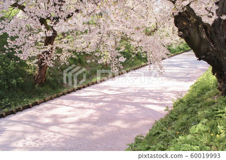 [Flowers] Hirosaki cherry blossom 60019993