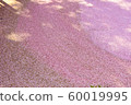 [Flowers] Hirosaki cherry blossom 60019995