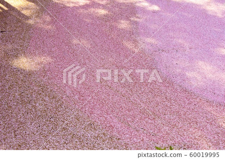 [Flowers] Hirosaki cherry blossom 60019995