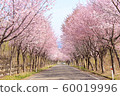 Row of cherry trees in Hirosaki 60019996