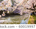 Cherry tree in Hirosaki 60019997