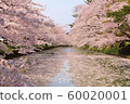 Cherry tree in Hirosaki 60020001