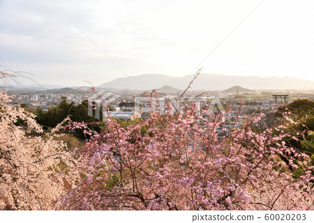 Cherry Blossoms Cherry Blossoms 60020203