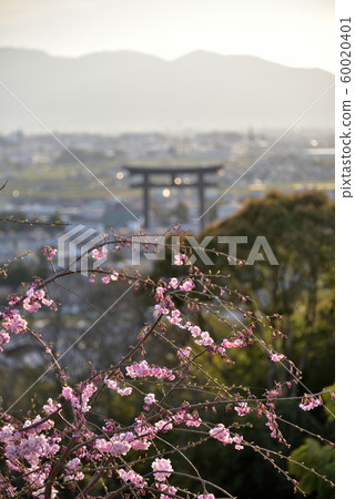 櫻花 60020401