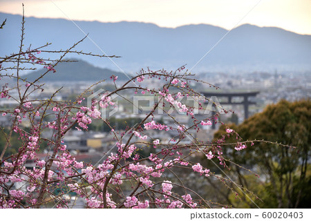 櫻花 60020403