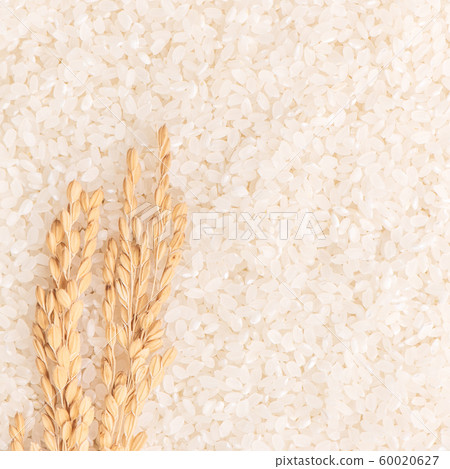 Rice white rice grain rice rice raw Raw rice crop glutinous rice risotto 60020627