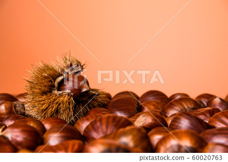 Ripe chestnuts close up. Raw Chestnuts for Christmas. Fresh sweet chestnut. Food background. Copy space 60020763
