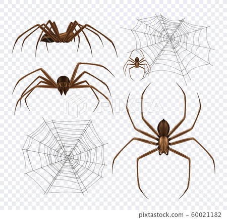 Spidernet Insects Transparent Set Spidernet Insects Transparent Set 60021182